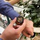 Мужские наручные часы Curren 8336 Gold-Black с хронографом и металлическим браслетом